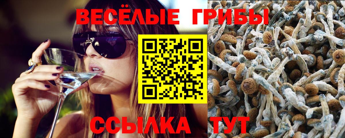 Псилоцибиновые грибы Psilocybine cubensis Пушкино